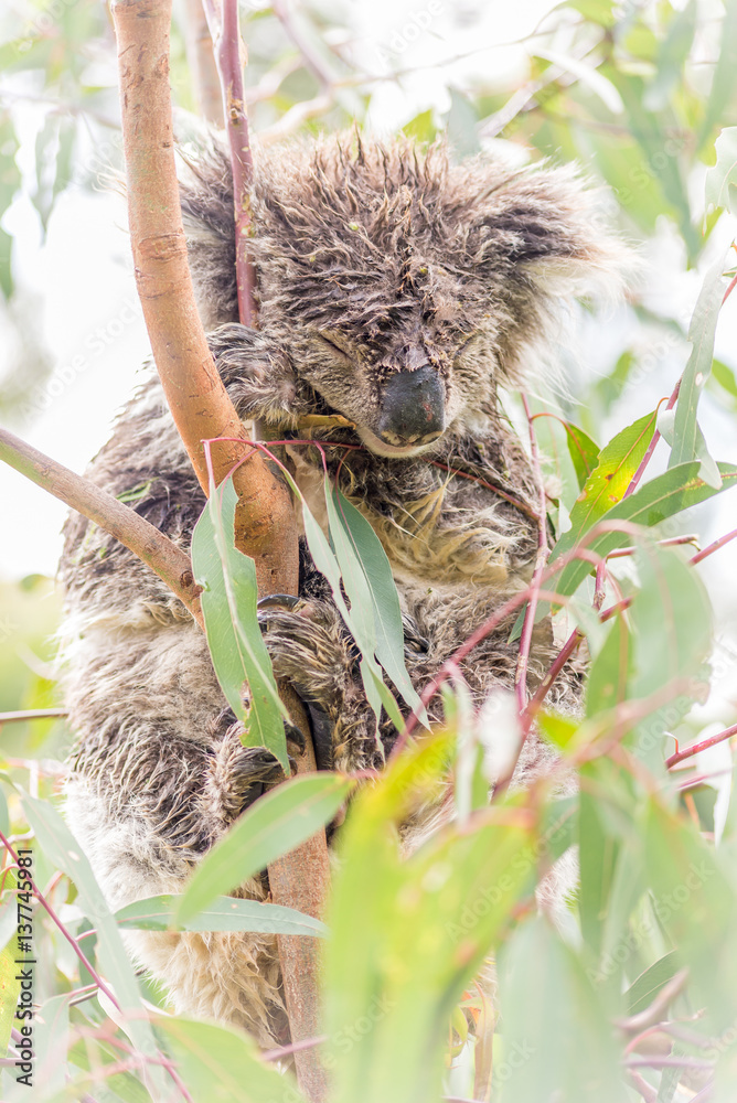 Obraz premium Wet Koala bear sleeping in a tree