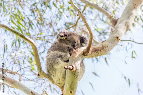 Koala bear resting in tree