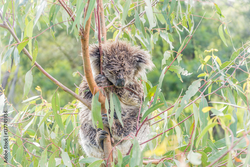 Wet Koala bear sleeping in a tree