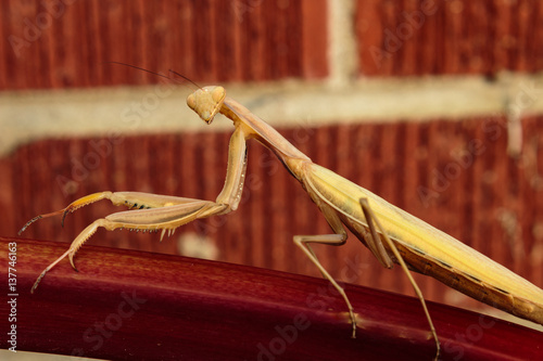 A preying mantis looking right at you photo