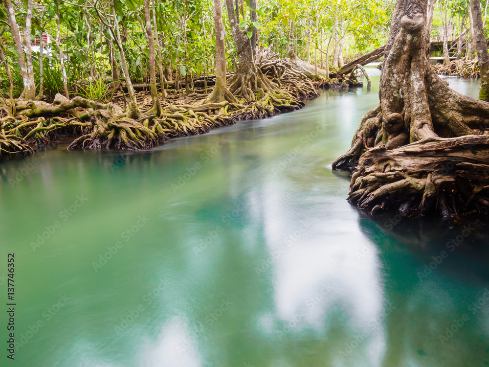 Green water lakes river waterfall with root tree at Tha Pom Klong Song Nam, Krabi, Thailand Green water lakes river waterfall with root tree at Tha Pom Klong Song Nam, Krabi, Thailand