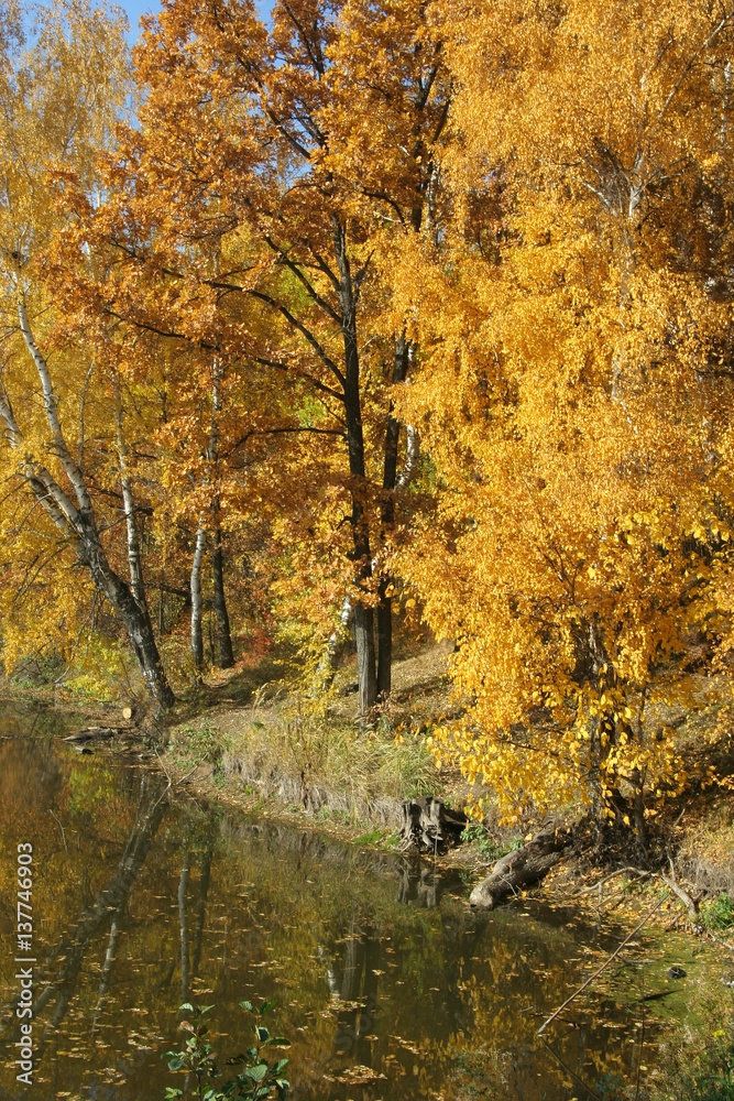 Golden forest the shore of a quiet pond