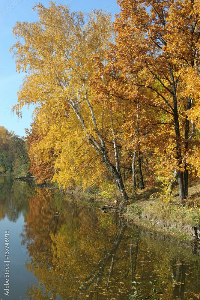 Autumn trees hanging over the quiet water