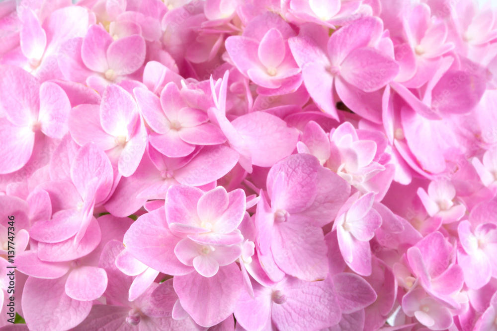 sweet hydrangea flowers on a white background sweet hydrangea flowers on a white background