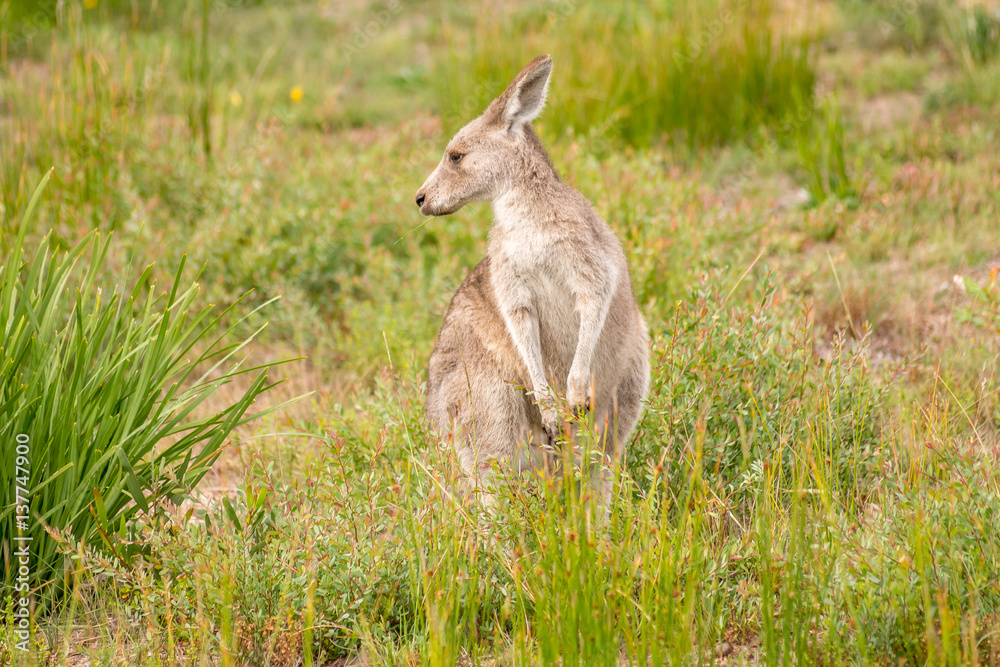 Kangaroo looking to the right Kangaroo looking to the right