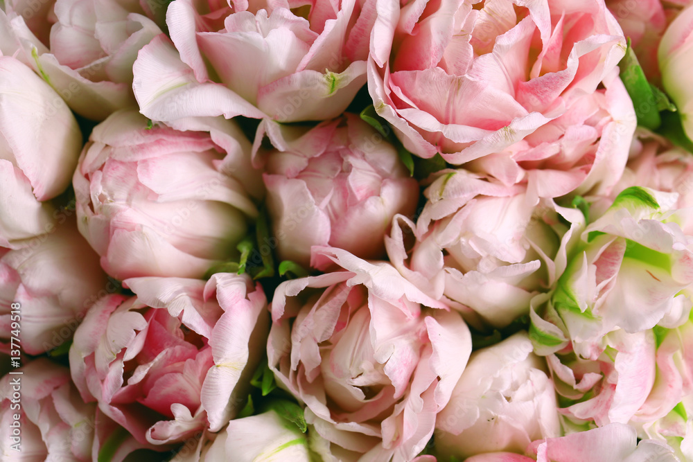 Beautiful pink tulips. Spring flowers. Flowers background Beautiful pink tulips. Spring flowers. Flowers background