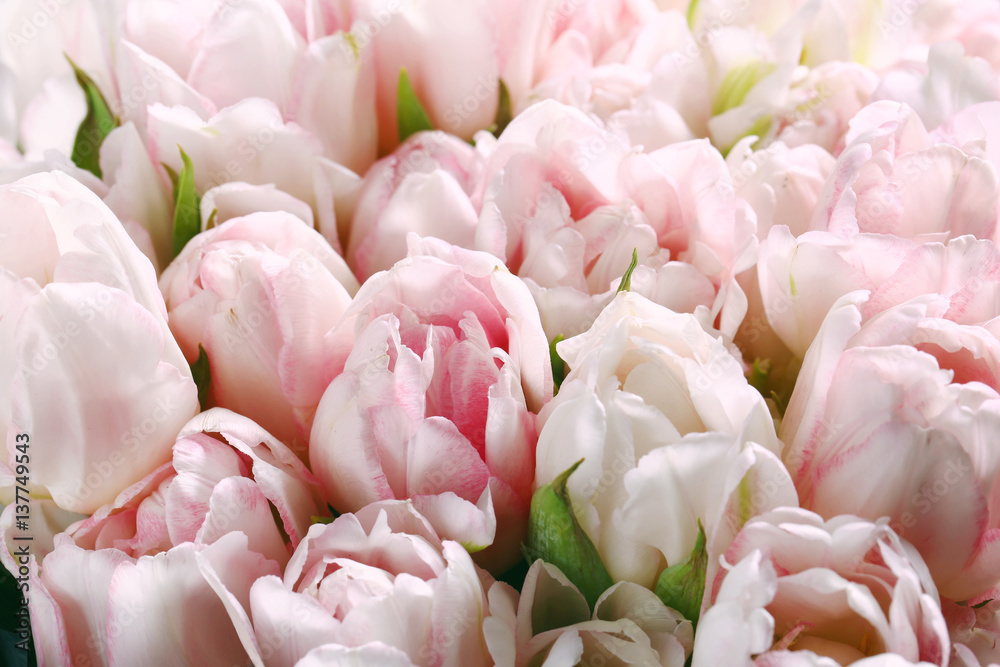 Obraz premium Beautiful pink tulips. Spring flowers. Flowers background