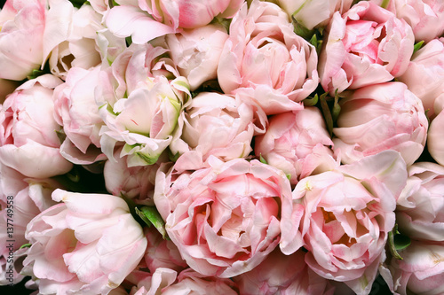 Fototapeta Naklejka Na Ścianę i Meble -  Beautiful pink  tulips. Spring flowers. Flowers background