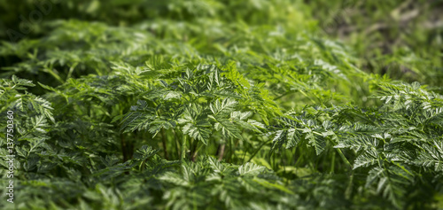 Green wild plants close up