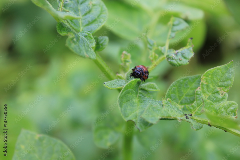 Colorado potato beetle on green leaves macro 8200 Colorado potato beetle on green leaves macro 8200