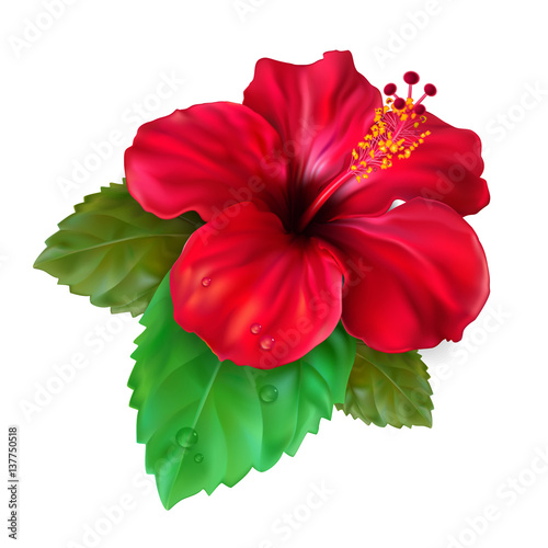 Hibiscus