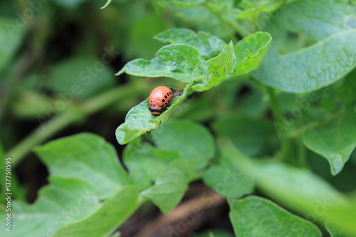 Colorado potato beetle on green leaves macro 8205