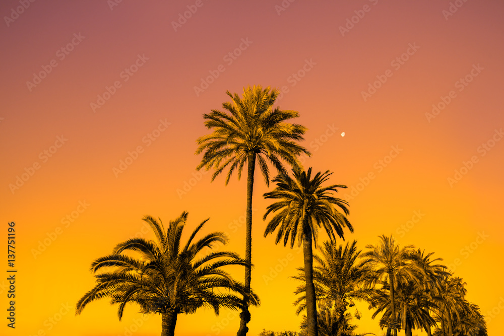 Obraz premium Palm trees against golden sunset