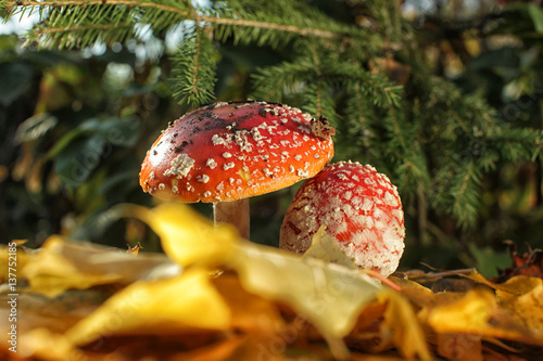 Amanitas under fir branches on the background of maple leaves photo