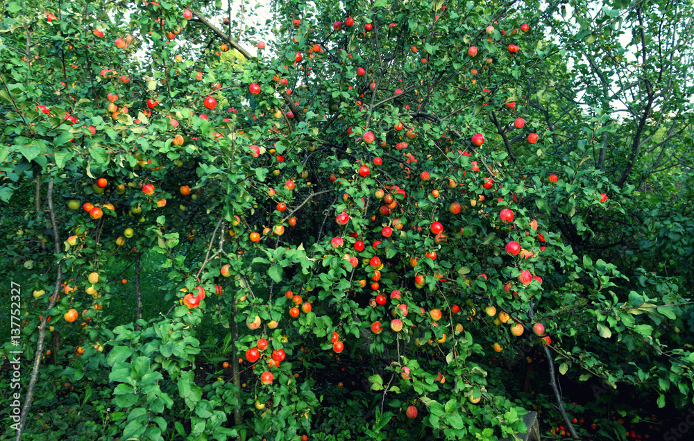 Plenty of fruit on the Apple tree at summer season