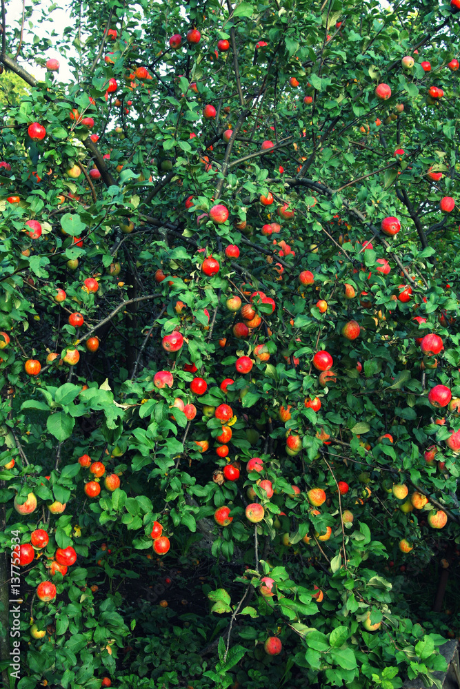 Plenty of fruit on the Apple tree at full frame