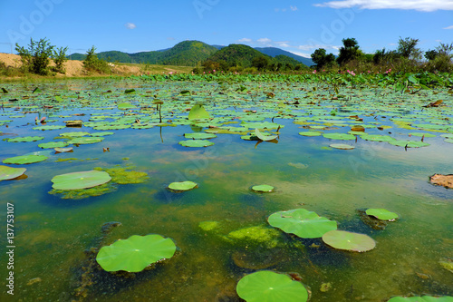 countryside on summer day, wide lotus pond