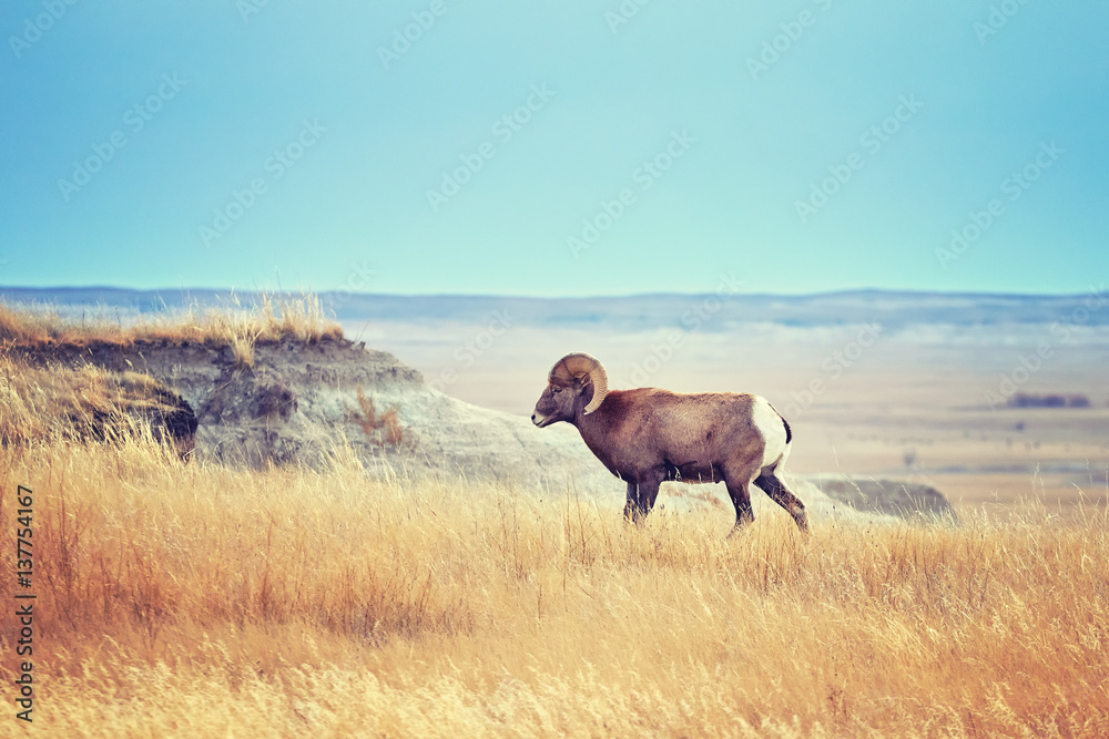 Obraz premium Color toned Bighorn Sheep with large curving horns in Badlands National Park, South Dakota, USA.