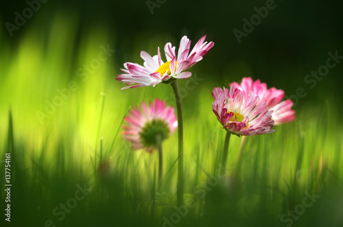 Flowers pink daisies in the grass in spring in the summer close-up macro on sun. Chamomile glow in the sun on a soft green background. Bright colorful artistic image.