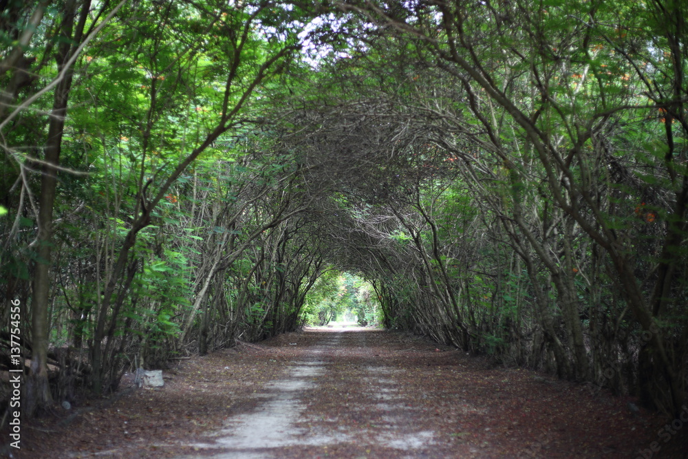 Fototapeta premium the route and tree tunnel