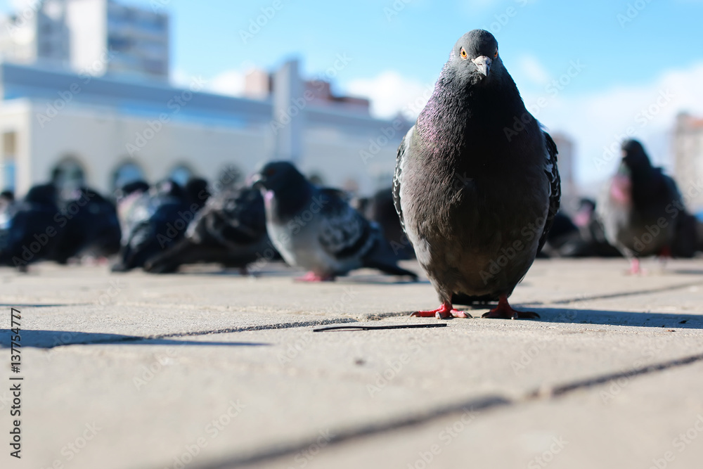 Obraz premium doves on the background of the city