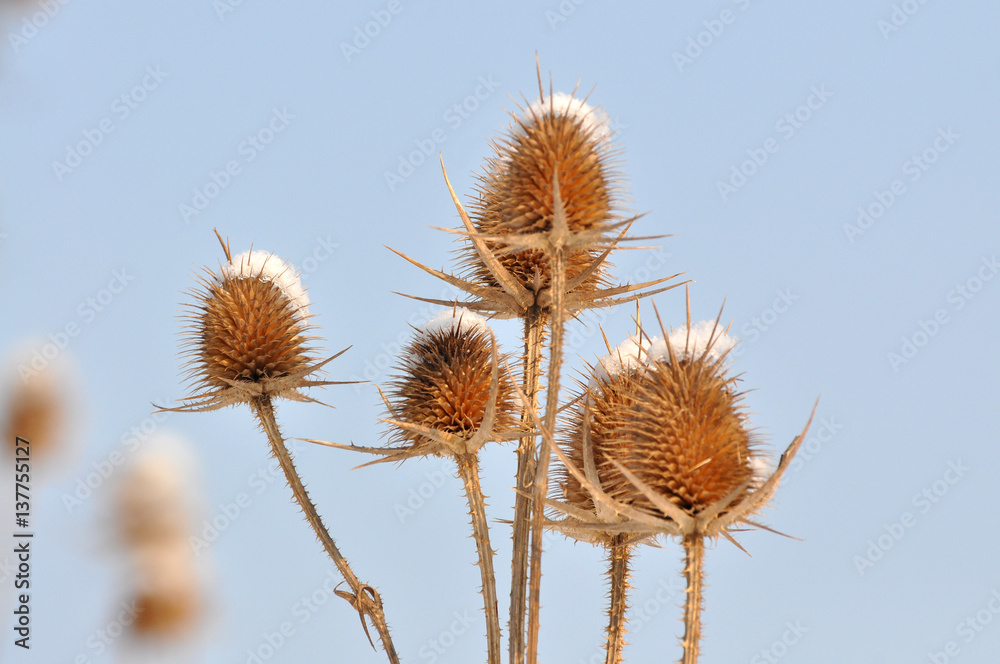 Teasel in nature, Teasel flower in bloom in a closeup Teasel in nature, Teasel flower in bloom in a closeup