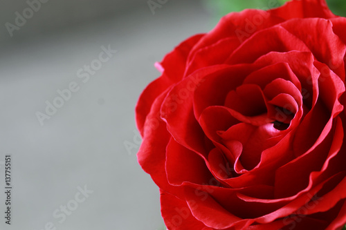 red rose bud closeup