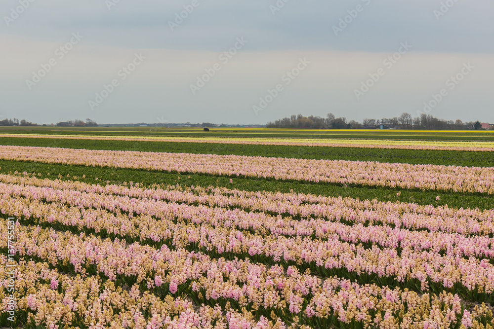 A field with white flowering hyacinth bulbs