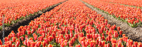 Tulips in a flower field photo