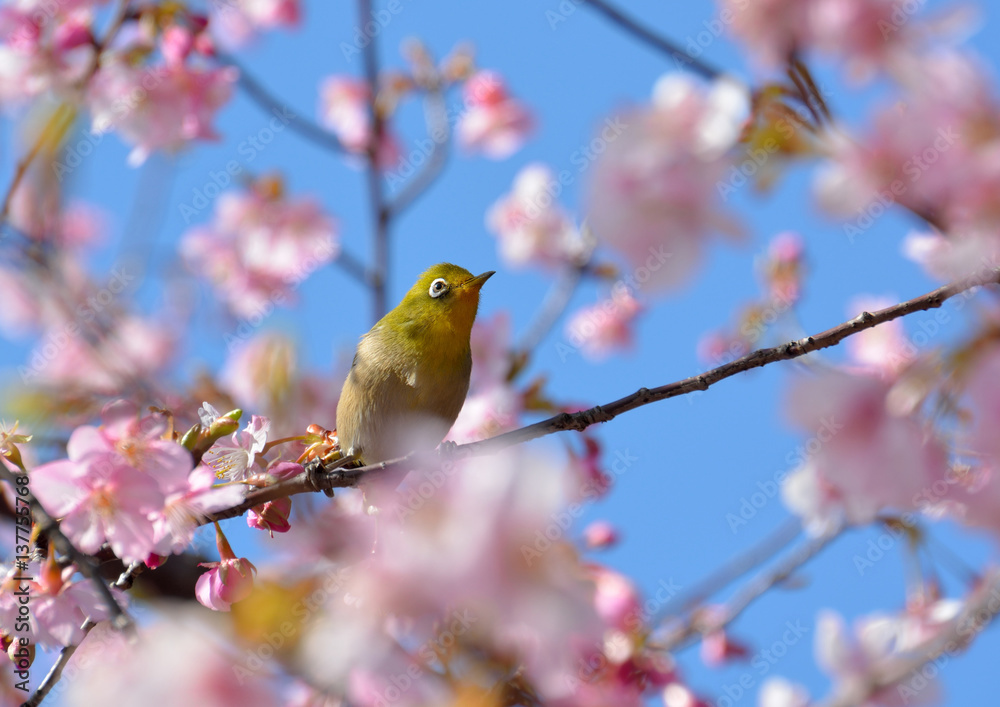 Japanese white-eye bird (Zosterops japonicus) and cherry blossoms Japanese white-eye bird (Zosterops japonicus) and cherry blossoms
