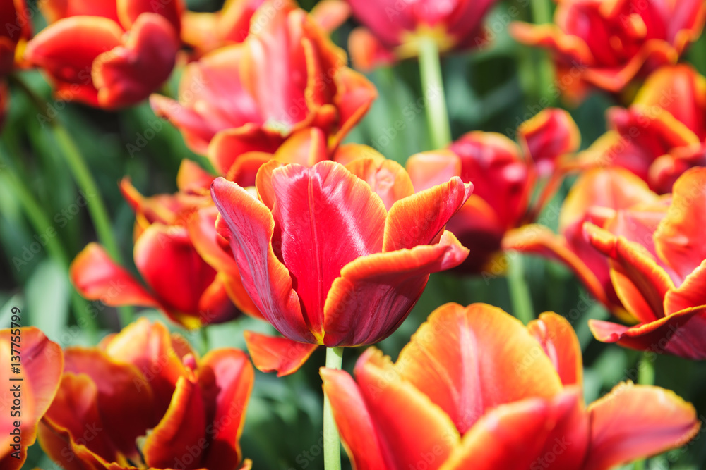 Flower bed with red tulips (Tulipa) in spring time Flower bed with red tulips (Tulipa) in spring time
