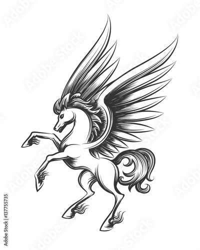 Pegasus Flying horses Drawing, pegasus, white, chicken png | PNGEgg