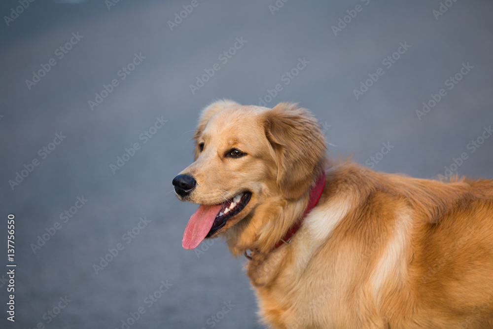 Happy pet dogs playing in a park.