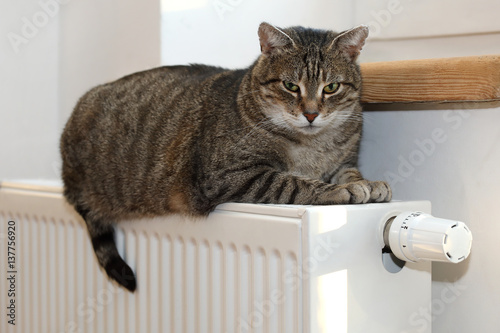 Fototapeta Naklejka Na Ścianę i Meble -  at on the radiator, warm, cat relaxing 
