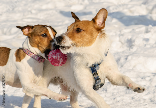 Cute dog couple playing with toy ball on snow