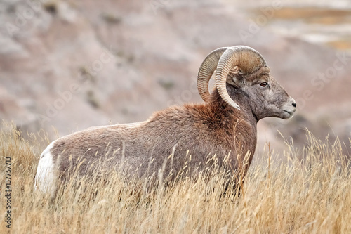 Bighorn Sheep with large curving horns in Badlands National Park, South Dakota, USA.