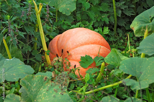 Pumpkin in garden-bed