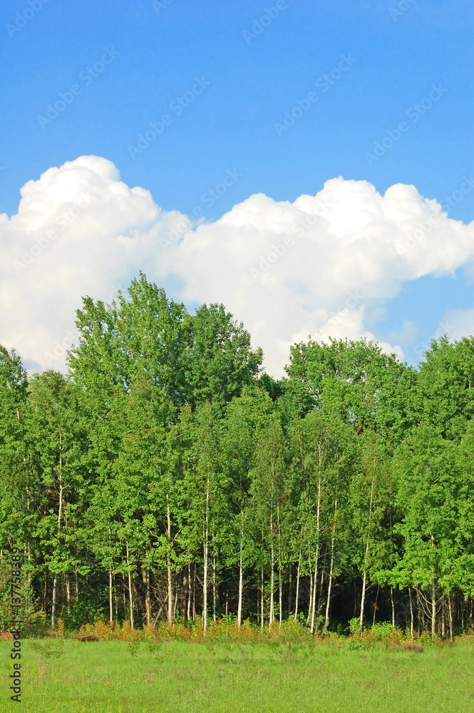 Obraz premium Spring birch tree