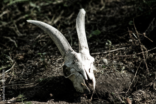 The skull of a goat lying on the ground