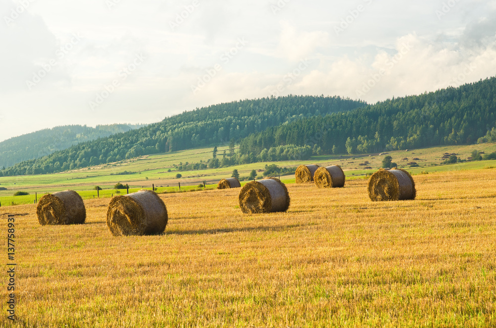 Hay on the meadow