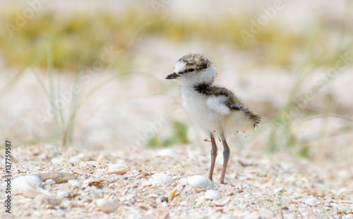 Little ringed plover (Charadrius dubius) chick just out of the egg exploring the world around its nest in the sea sand photo