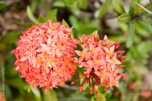 Spike flower. Red spike flower in garden