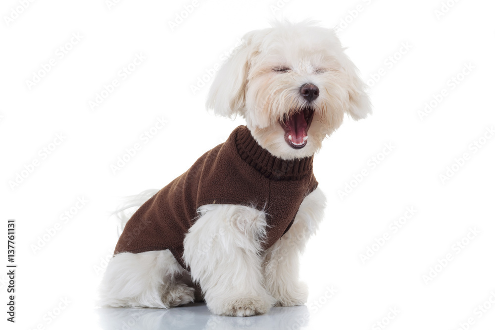 bichon puppy dog wearing clothes is screaming bichon puppy dog wearing clothes is screaming