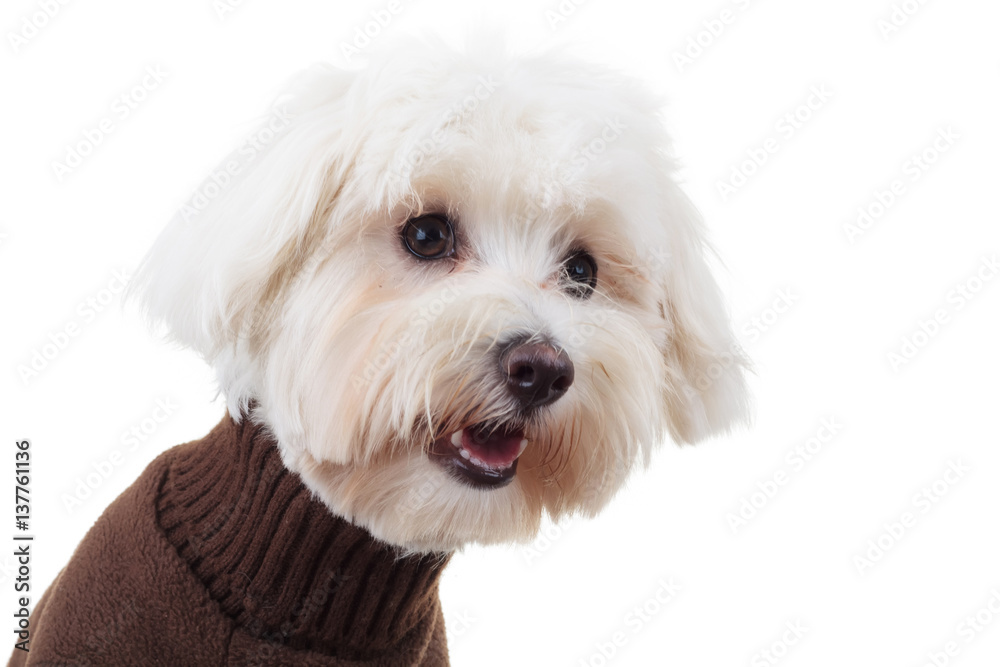 shocked bichon puppy dog wearing clothes looks to side