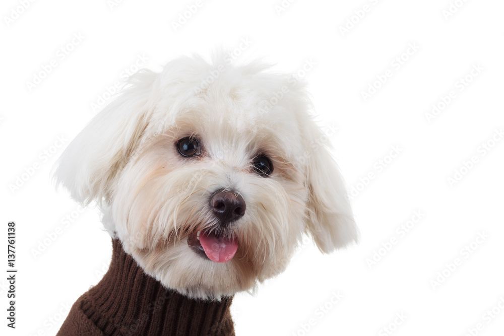 closeup picture of a funny bichon puppy with tongue exposed closeup picture of a funny bichon puppy with tongue exposed