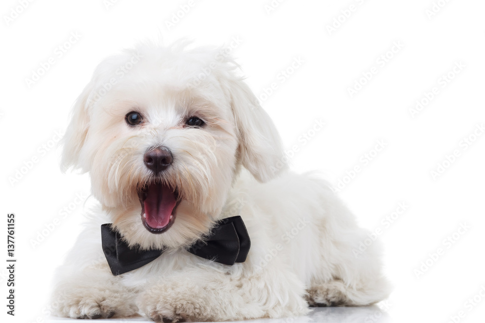 Obraz premium excited bichon puppy is barking