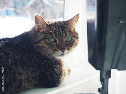 brown cat at the window waiting for spring © pavelkant