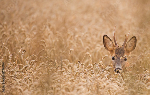 Roe deer (Capreolus capreolus)