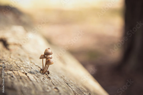 Mushrooms on wood photo