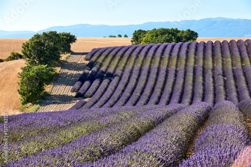 lavender field in Provence